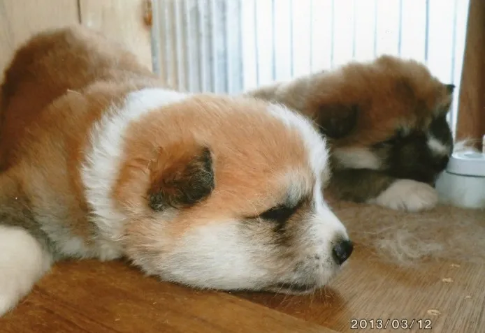 はやきち 様のお迎えした子犬