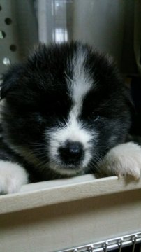 秋田犬【滋賀県・女の子・2016年8月8日・虎】の写真「ぬいぐるみのような長毛の女の子です」