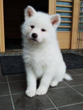 秋田犬【滋賀県・女の子・2019年1月9日・白】の写真「純白の女の子です」