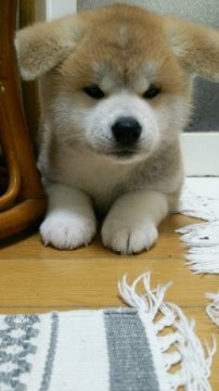 秋田犬【滋賀県・女の子・2017年11月3日・赤】の写真「綺麗なお顔の女の子です」