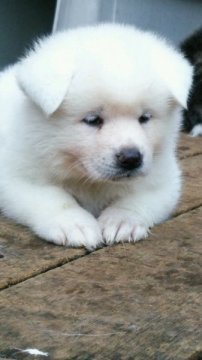 秋田犬【滋賀県・男の子・2015年10月8日・白】の写真「きれいな白毛の男の子です」