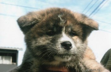 秋田犬【滋賀県・男の子・2012年11月9日・虎】の写真「」