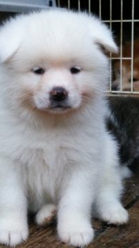秋田犬【滋賀県・男の子・2015年10月8日・白】の写真「純白の男の子です」