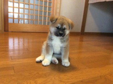 秋田犬【滋賀県・女の子・2018年3月21日・赤】の写真「綺麗な赤毛の女の子です」