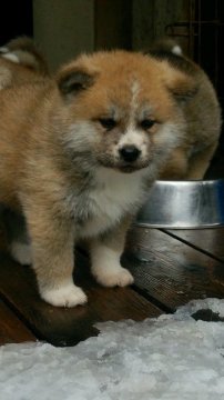 秋田犬【滋賀県・女の子・2015年12月15日・赤】の写真「上質な赤の女の子です」