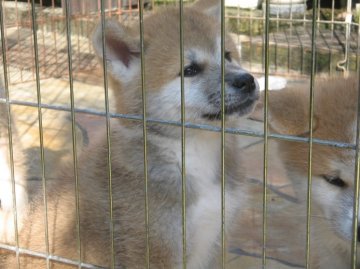 秋田犬【滋賀県・女の子・2012年9月3日・赤】の写真「」