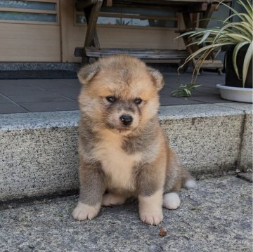 秋田犬【滋賀県・女の子・2024年4月22日・赤】の写真「優しい顔の女の子です🐶」