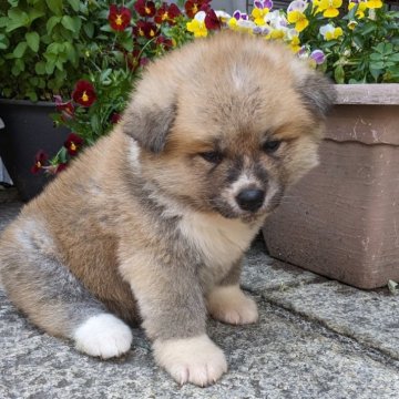 秋田犬【滋賀県・女の子・2024年4月22日・赤】の写真「ちょっとお転婆な女の子です🐶」