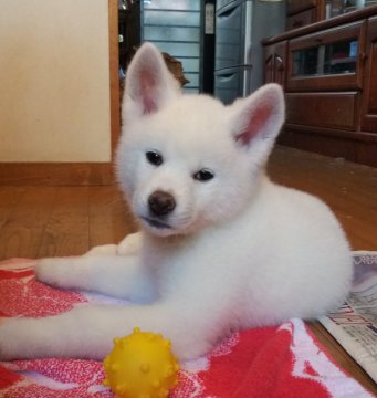 秋田犬【滋賀県・女の子・2019年12月15日・白】の写真「純白の牝らしいお顔の女の子です」