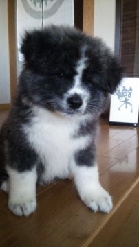 秋田犬【滋賀県・男の子・2016年8月8日・虎】の写真「かわいいお顔のむくちゃんです」