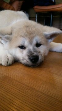 秋田犬【滋賀県・女の子・2017年11月3日・赤】の写真「骨太のがっちりとした女の子です」