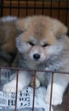 秋田犬【滋賀県・女の子・2016年1月9日・赤】の写真「綺麗なお顔の女の子です」