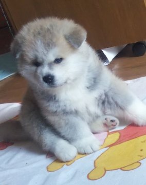 秋田犬【滋賀県・男の子・2021年12月30日・赤】の写真「体の大きいがっしりした男の子です」
