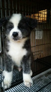 秋田犬【滋賀県・男の子・2016年7月21日・虎】の写真「きれいな黒虎の男の子です」