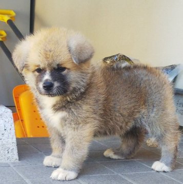 秋田犬【滋賀県・男の子・2021年7月21日・赤】の写真「将来有望な赤の男の子です」