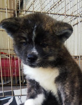 秋田犬【滋賀県・女の子・2021年7月21日・虎】の写真「かわいい虎毛の女の子です」