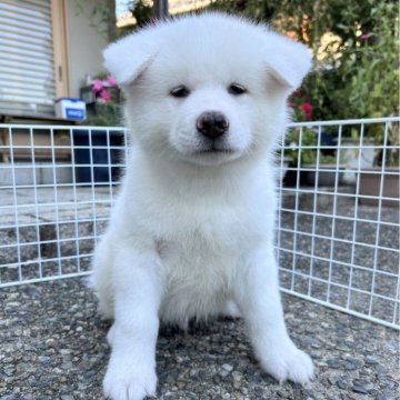 秋田犬【滋賀県・男の子・2024年8月22日・白】の写真「血統優秀❗モフモフで真っ白な男の子です🐶」
