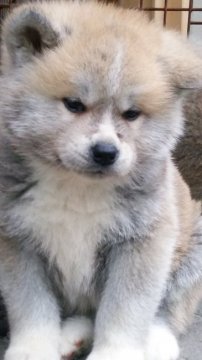 秋田犬【滋賀県・男の子・2016年1月9日・赤】の写真「目型の良い秋田犬です」