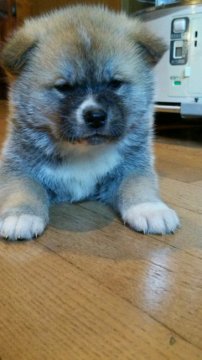 秋田犬【滋賀県・男の子・2015年12月15日・赤】の写真「牡らしい赤毛の男の子です」