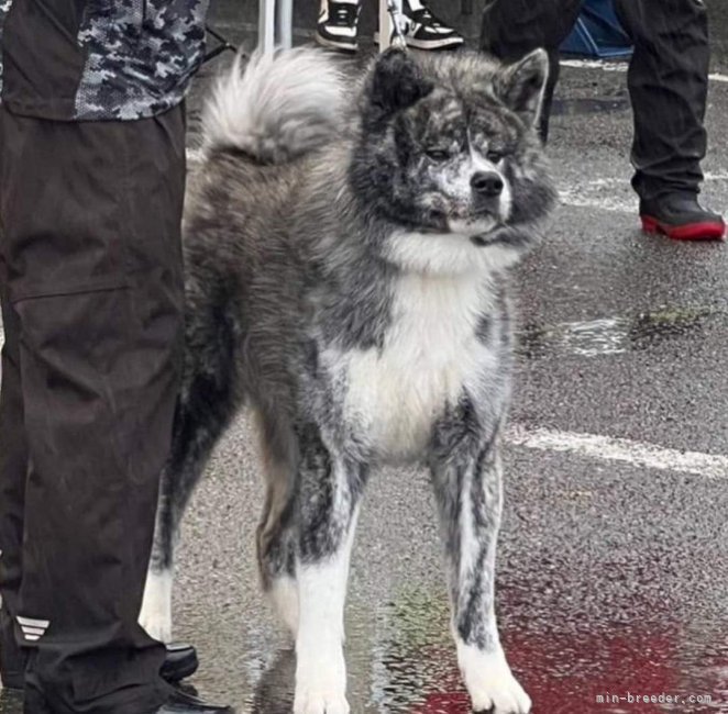 秋田犬【・男の子・2021年8月25日・虎】