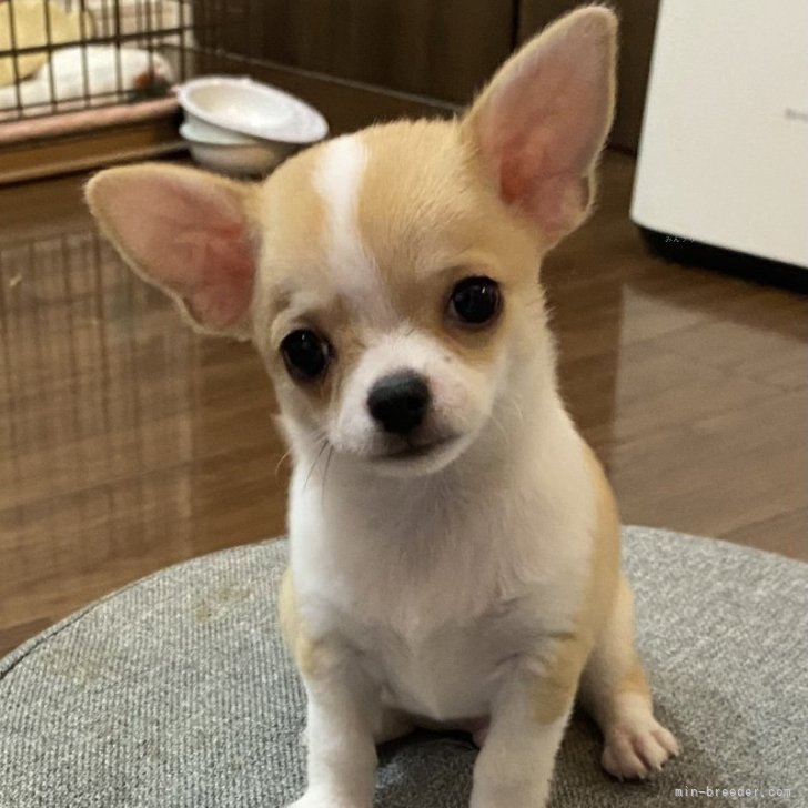 チワワ　日本ベスト　ラクトミニオン　プレミアム Amazon | ペットパラダイス 犬 服 ベスト ミニオン ティム