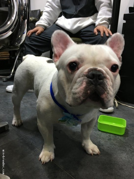 フレンチブルドッグ オス パイド 04 29生まれ 大阪府 交配犬id 2106 B0005 大きいお顔とガッチリ体型 みんなのブリーダー
