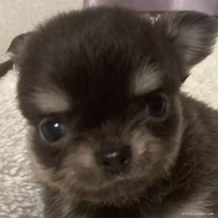 ID：2502-01780の子犬