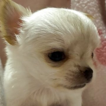 チワワ(ロング)【茨城県・男の子・2025年8月16日・ホワイトクリーム】の写真「明るい小さい男の子」