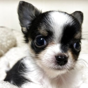チワワ(ロング)【茨城県・男の子・2025年8月16日・ホワイトブラックタン】の写真「明るい小さい男の子」