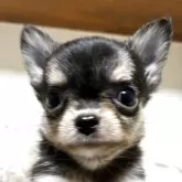 チワワ(ロング)
