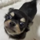 チワワ(ロング)