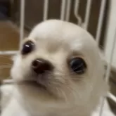 チワワ(ロング)
