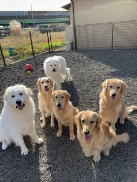 ゴールデン レトリバー 子犬 無料 里親 募集