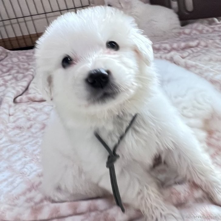 ブリーダー画像