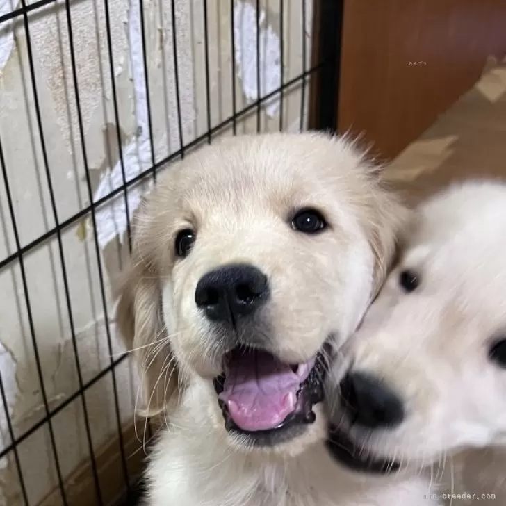 Y.S 様のお迎えした子犬