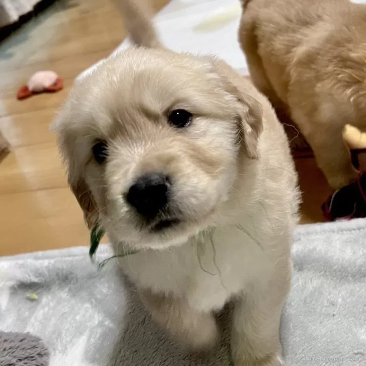 ID:2504-02914の子犬