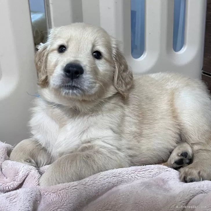 いち 様のお迎えした子犬