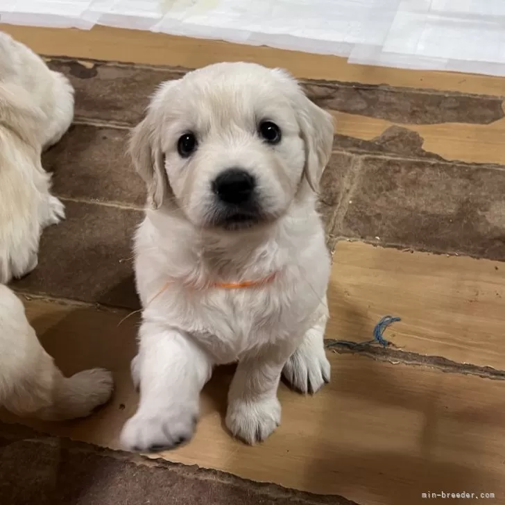 ラティ 様のお迎えした子犬