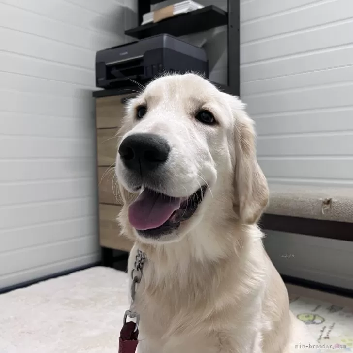 dai3377 様のお迎えした子犬