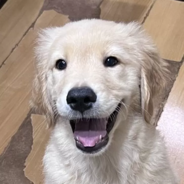 J.M 様のお迎えした子犬
