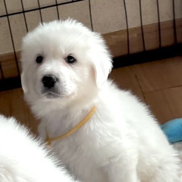 グレートピレニーズ【静岡県・女の子・2025年9月28日・ホワイト】の写真「７兄妹で誕生 第２子、おしゃべり好き」