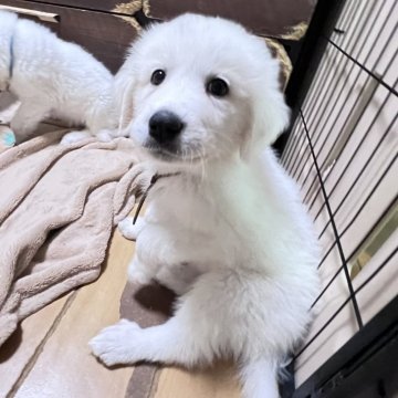 グレートピレニーズ【静岡県・女の子・2025年9月28日・ホワイト】の写真「７兄妹で誕生 第５子大きめな女の子」