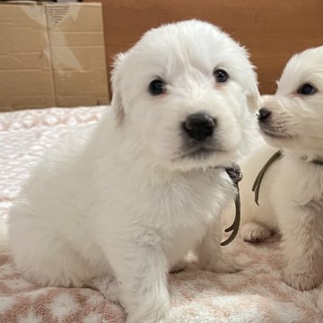グレートピレニーズ【静岡県・女の子・2025年9月28日・ホワイト】の写真「７兄妹で誕生 第３子、大きめなお眼めが可愛い」