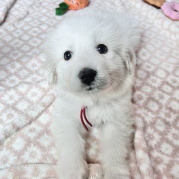 グレートピレニーズ【静岡県・女の子・2025年9月28日・ホワイト】の写真「７兄妹で誕生 第１子の長女」