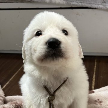 グレートピレニーズ【静岡県・女の子・2025年9月28日・ホワイト】の写真「７兄妹で誕生 第５子大きめな女の子」