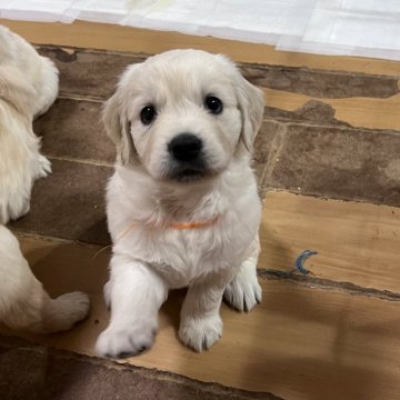 ゴールデンレトリバー【静岡県・女の子・2025年4月6日・ゴールド】の写真「ゴールド色が薄くて美犬」