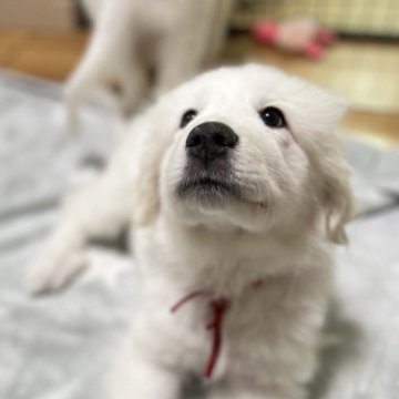 グレートピレニーズ【静岡県・女の子・2025年9月28日・ホワイト】の写真「７兄妹で誕生 第１子の長女」
