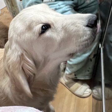 ゴールデンレトリバー【静岡県・男の子・2025年2月18日・ゴールド】の写真「生後半年ですが、可愛い子です。」