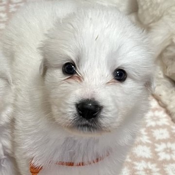 グレートピレニーズ【静岡県・女の子・2025年9月28日・ホワイト】の写真「７兄妹で誕生し女の子だと末っ子になります。」