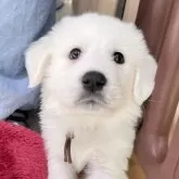 グレートピレニーズ